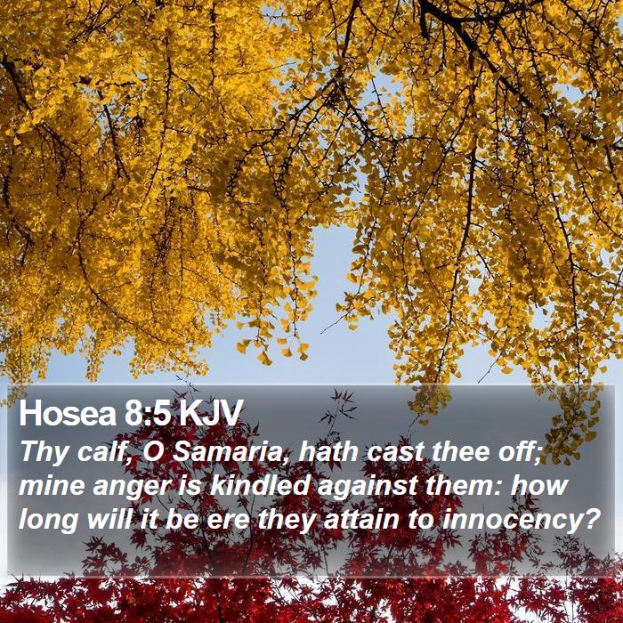 Hosea 8:5 KJV Bible Study