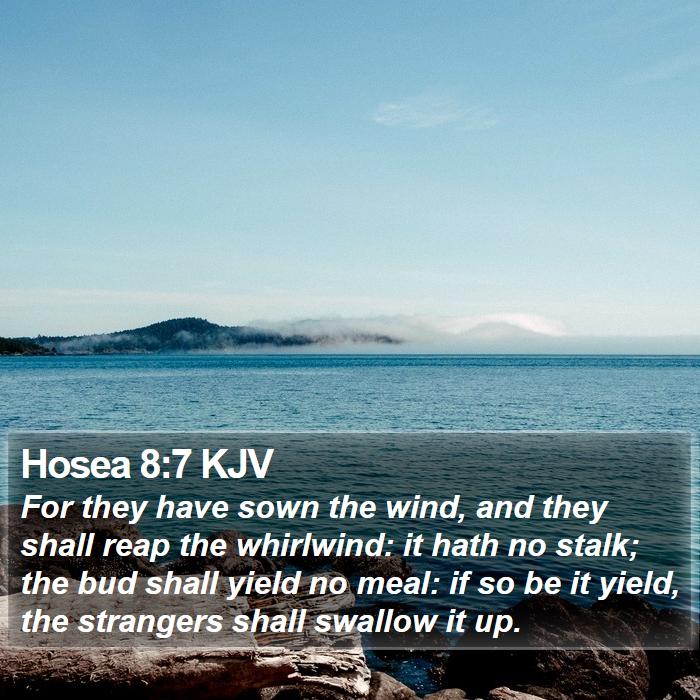 Hosea 8:7 KJV Bible Study