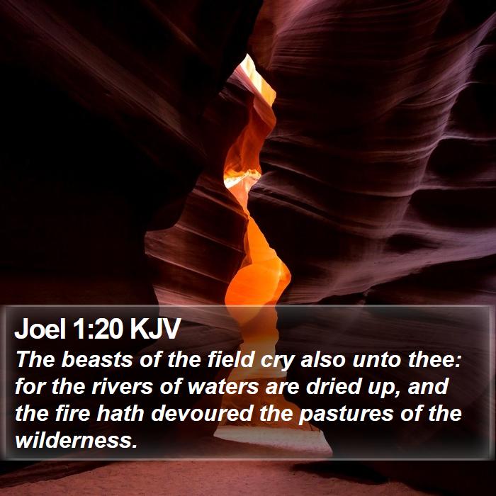 Joel 1:20 KJV Bible Study