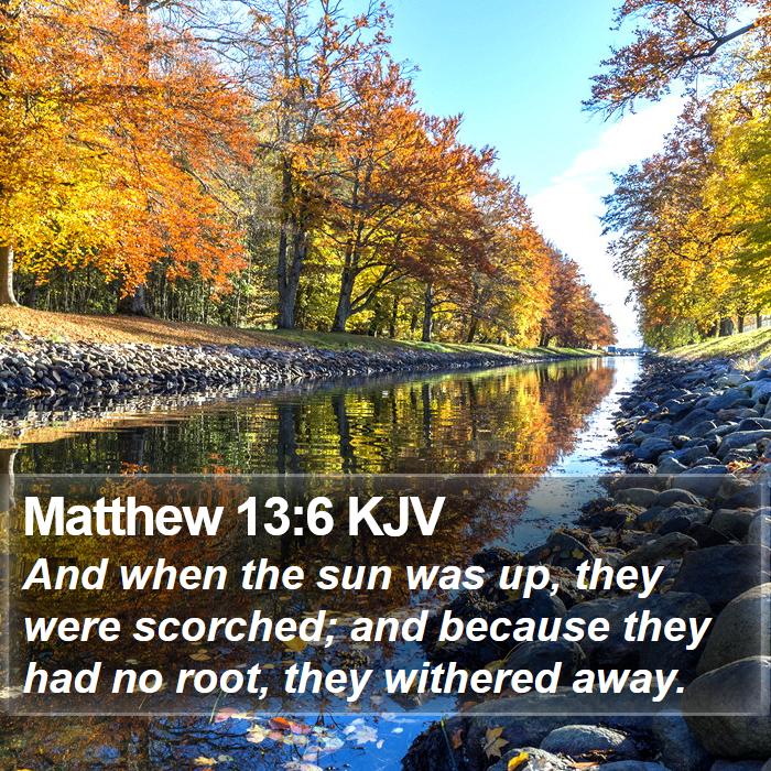 Matthew 13:6 KJV Bible Study