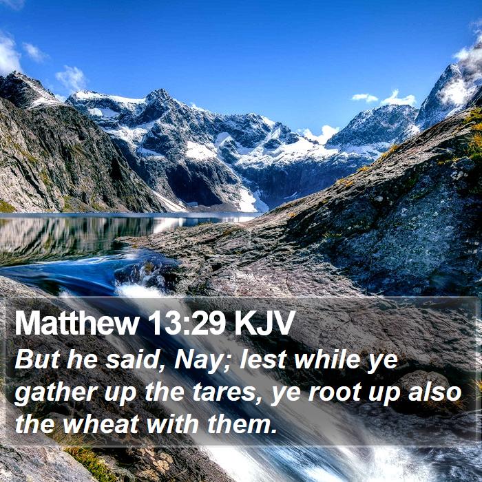 Matthew 13:29 KJV Bible Study