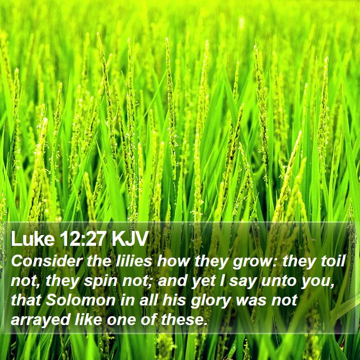 Luke 12:27 KJV Bible Study