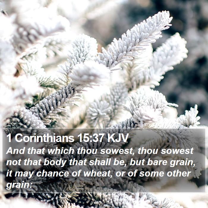 1 Corinthians 15:37 KJV Bible Study